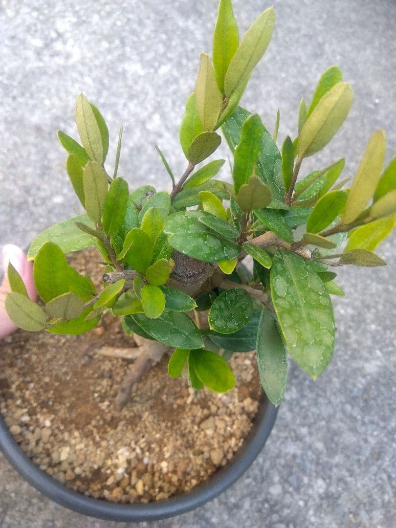 オリーブ　ひなかぜ　盆栽　6号陶器鉢つき　根上がり❗　①