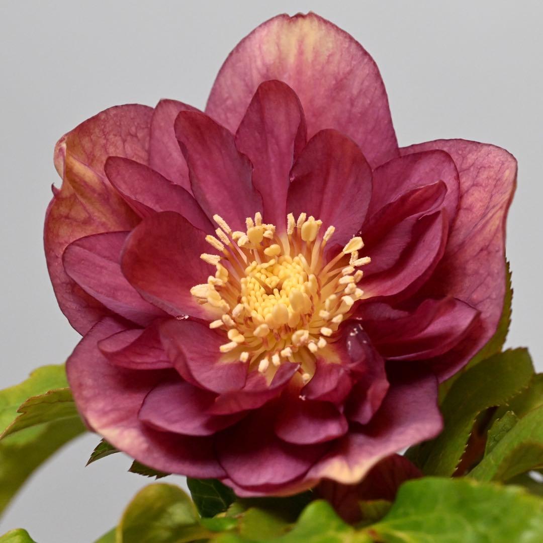 クリスマスローズ エンジピンクゴールド（オーレア） 開花株