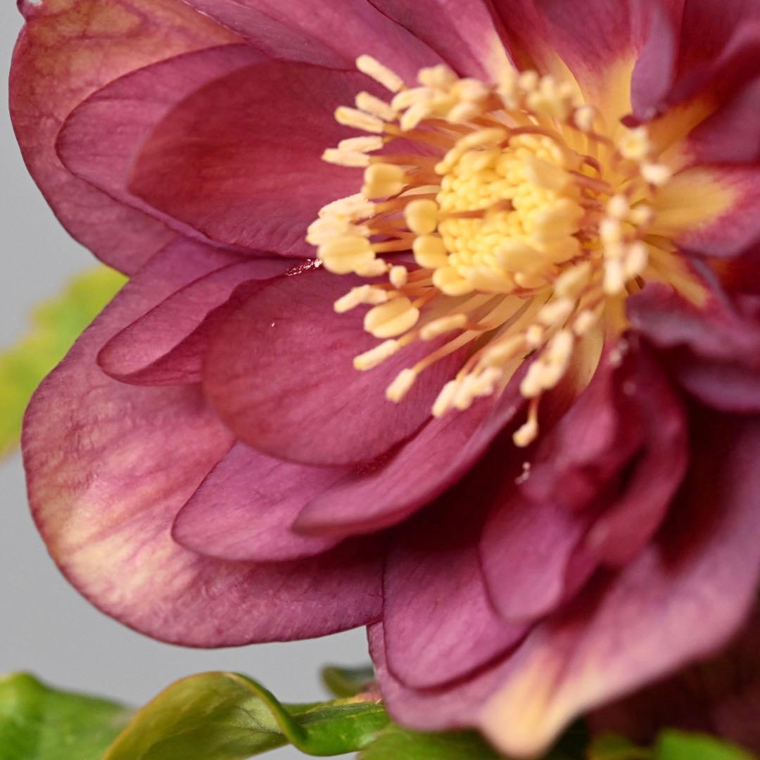 クリスマスローズ エンジピンクゴールド（オーレア） 開花株