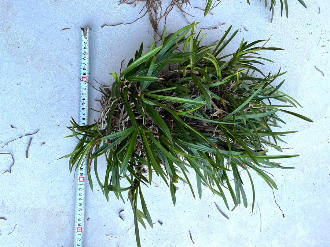 風蘭　大苗5株　白い花