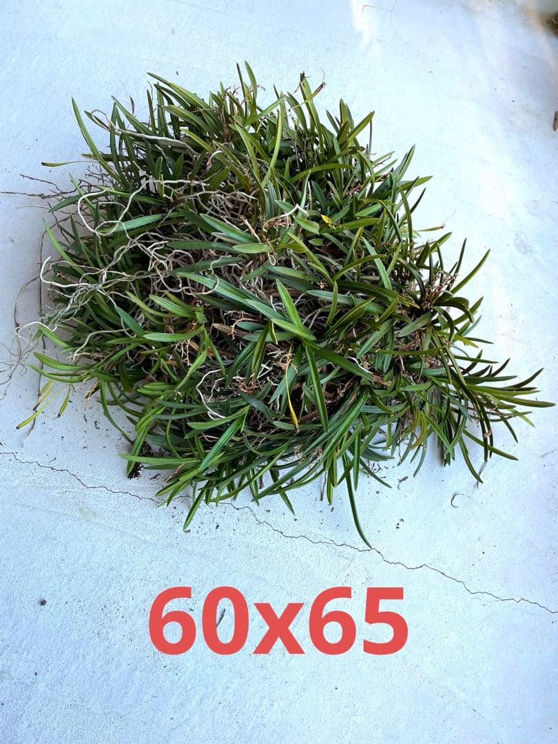 風蘭　大苗5株　白い花