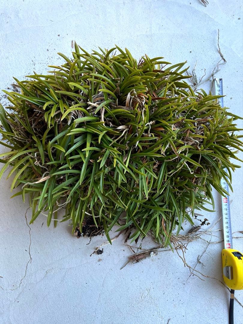 風蘭　大苗5株　白い花