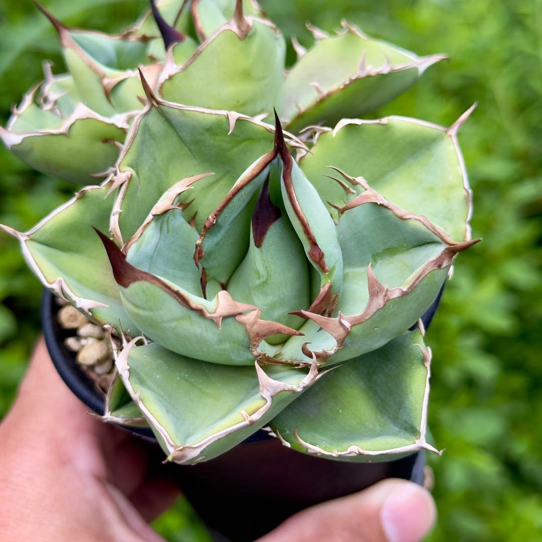 アガベ　オテロイ　オアハカ　子株