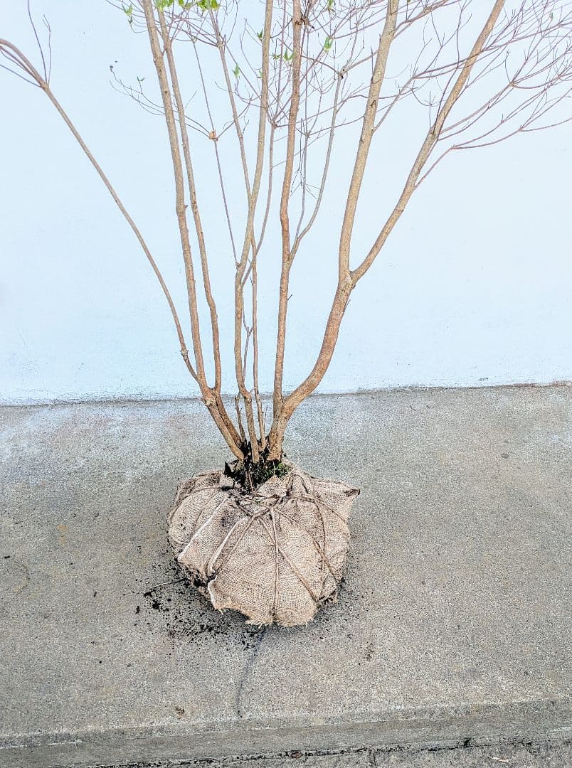 おちび、、、。その1