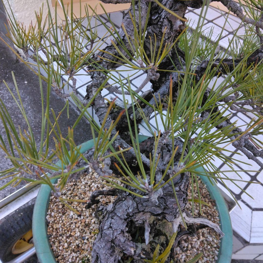 黒松　　 大型盆栽】　　撮影日2022,09,21日945