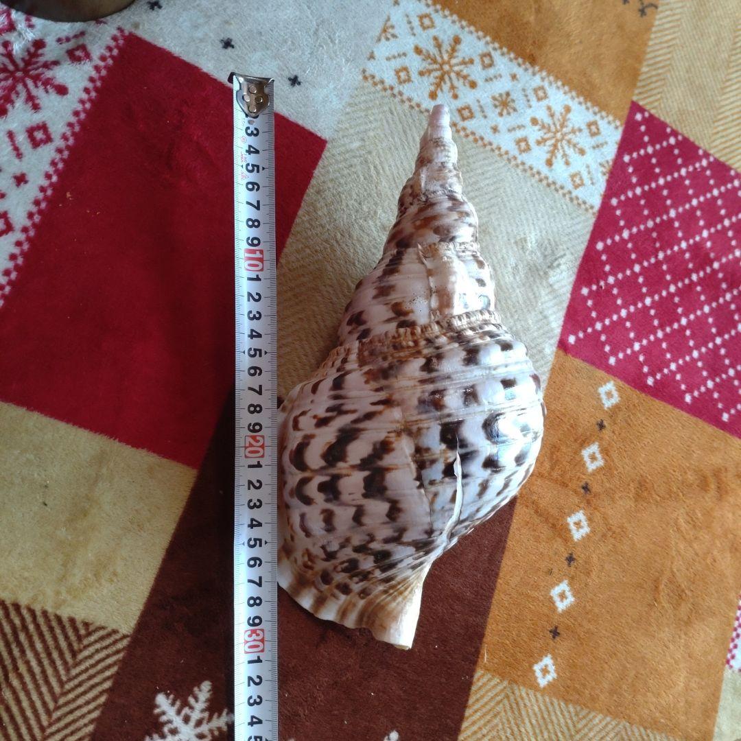 法螺貝 ホラ貝 ほら貝 インテリア 加工用 大型　美品　 置物　標本