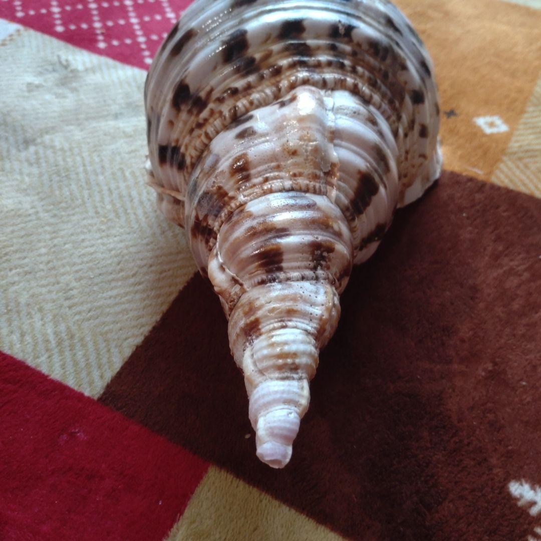 法螺貝 ホラ貝 ほら貝 インテリア 加工用 大型　美品　 置物　標本