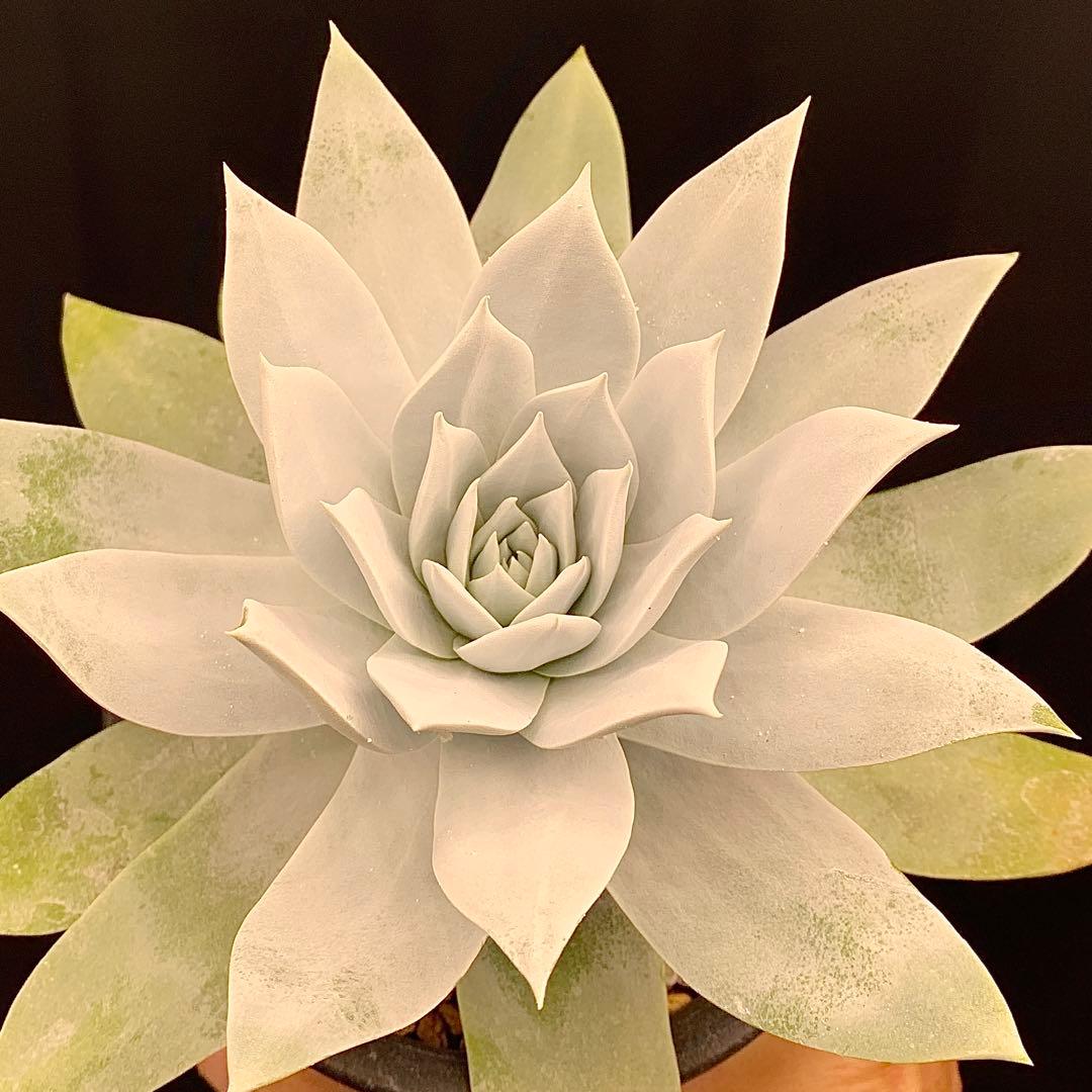 思わず息を飲む白さ！　ダドレア　仙女盃　ブリトニー　4号鉢　多肉植物　実生