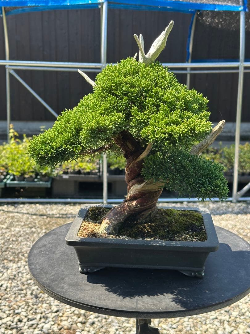 盆栽 糸魚川真柏 太幹 貴風サイズ-1