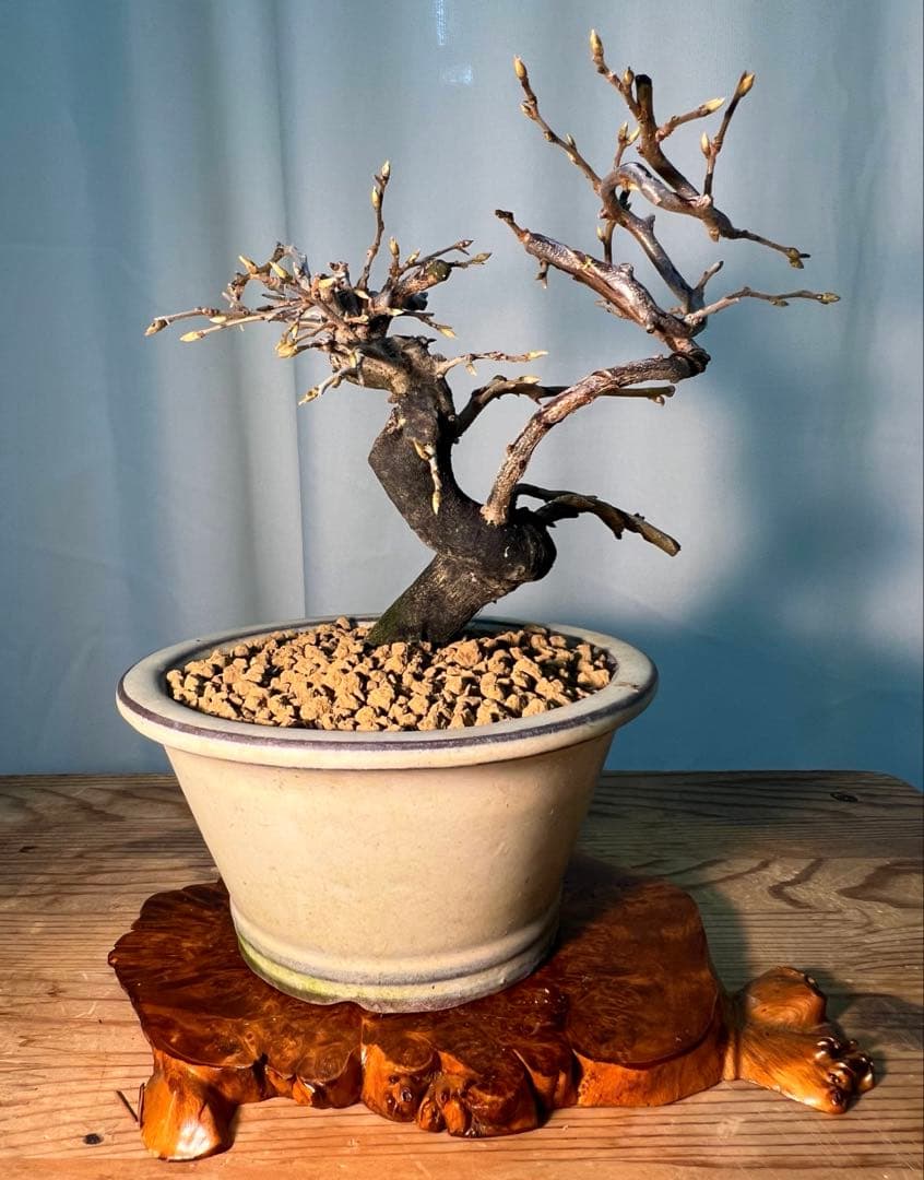 老爺柿　将来有望