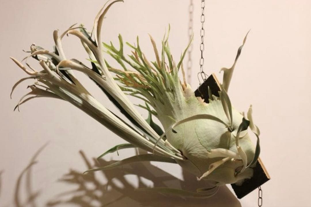 P.veitchii 'Auburn ' 子株販売　② ビカクシダ