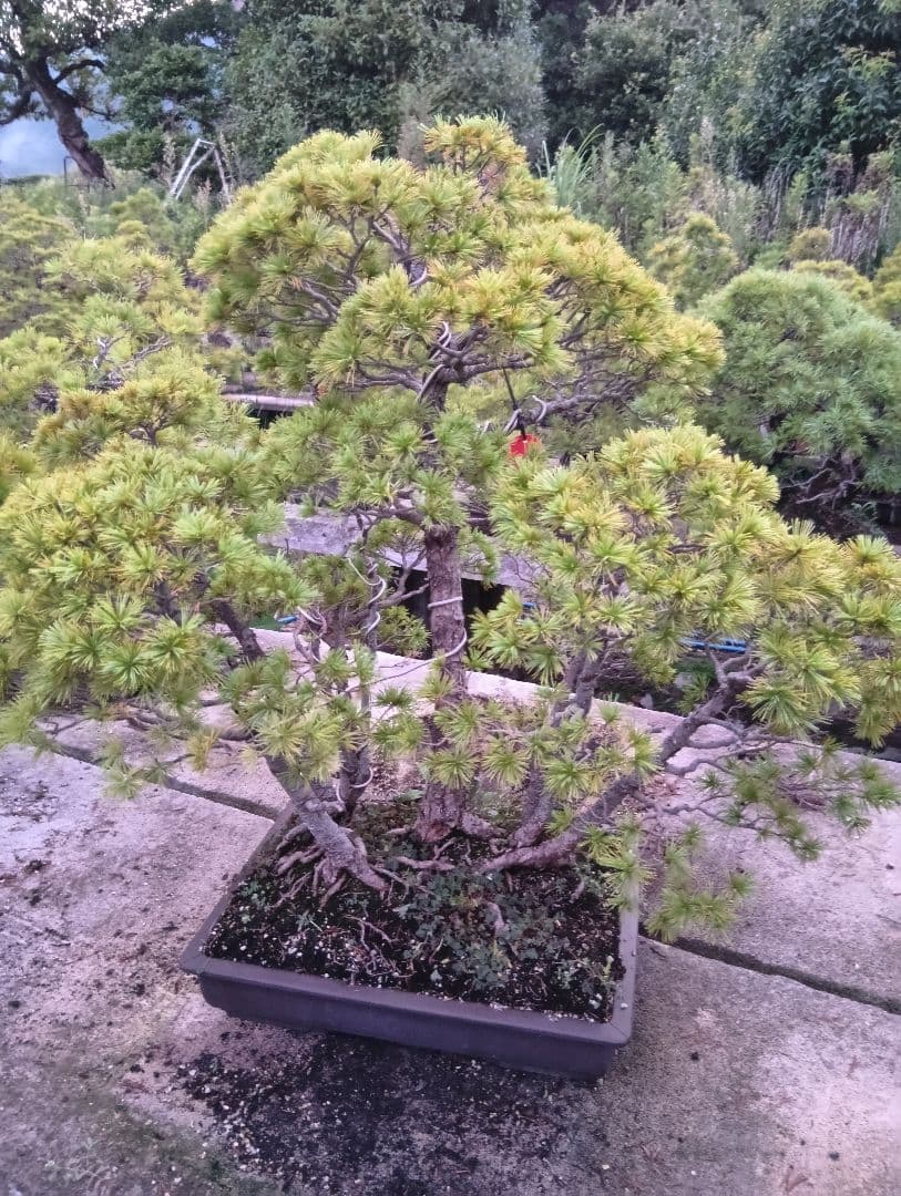 五葉松の盆栽（古木）かなり大きい用サイズ