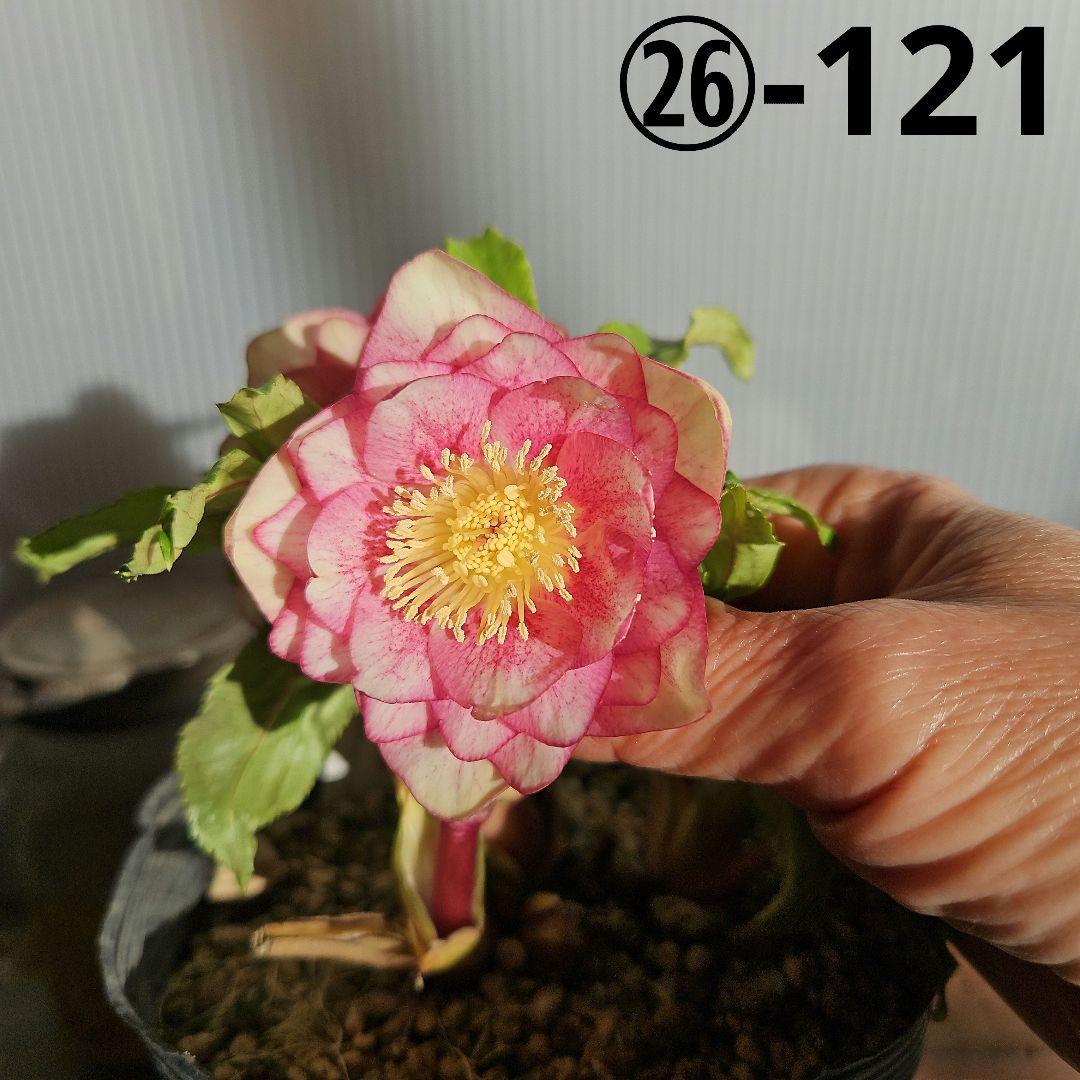 mirakojin様ご購入苗㉖-121～㉖-247