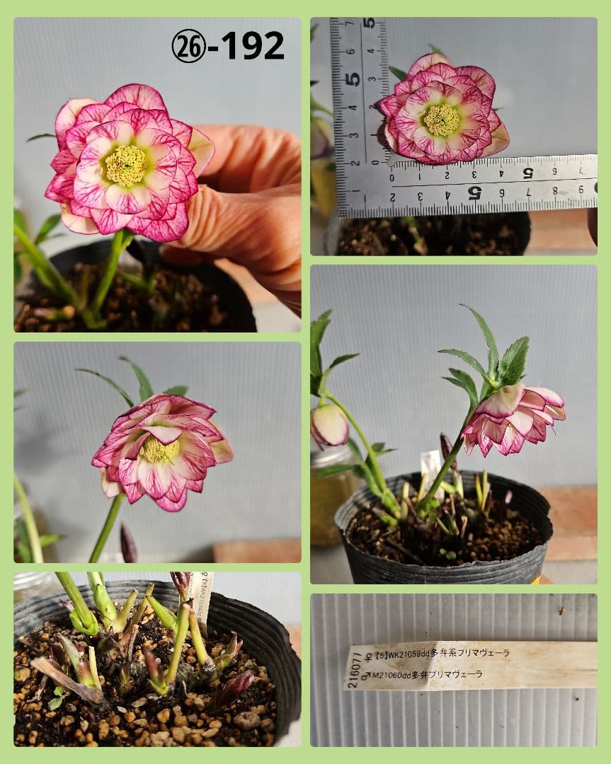 mirakojin様ご購入苗㉖-121～㉖-247