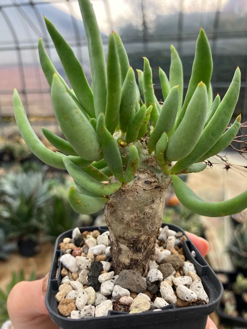 チレコドン　レティキュラータス　万物想　実生苗　開花株