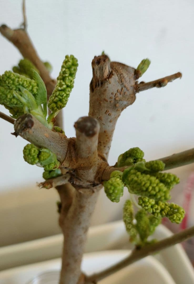 長桑　四季なり　桑苗　確認用