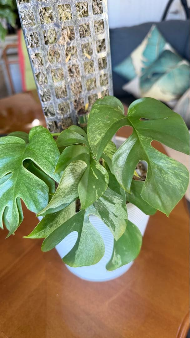 ラフィドフォラ・テトラスペルマ・ホワイトモンスター