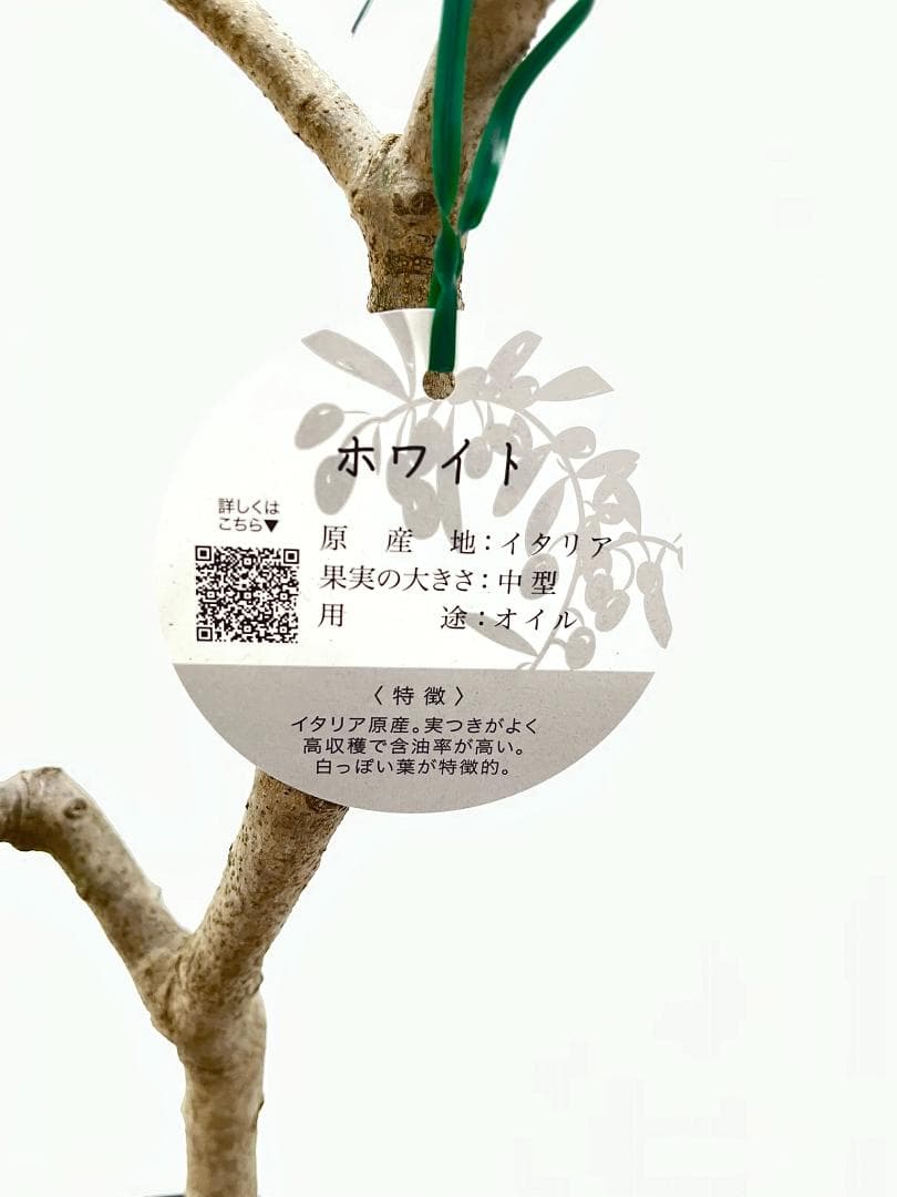 オリーブの木　ホワイト　6号　NO.840　約85cm　希少品種　現品掲載