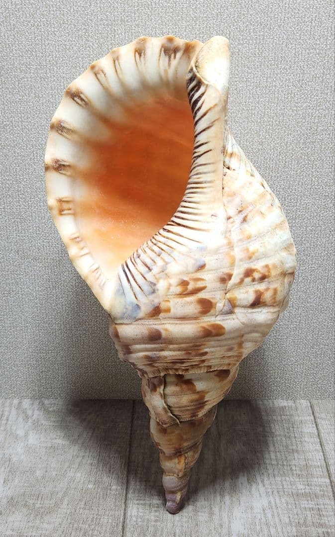 法螺貝 ホラガイ 貝殻 ほら貝 置物 インテリア