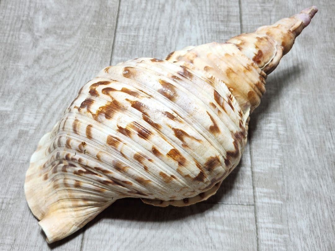 法螺貝 ホラガイ 貝殻 ほら貝 置物 インテリア