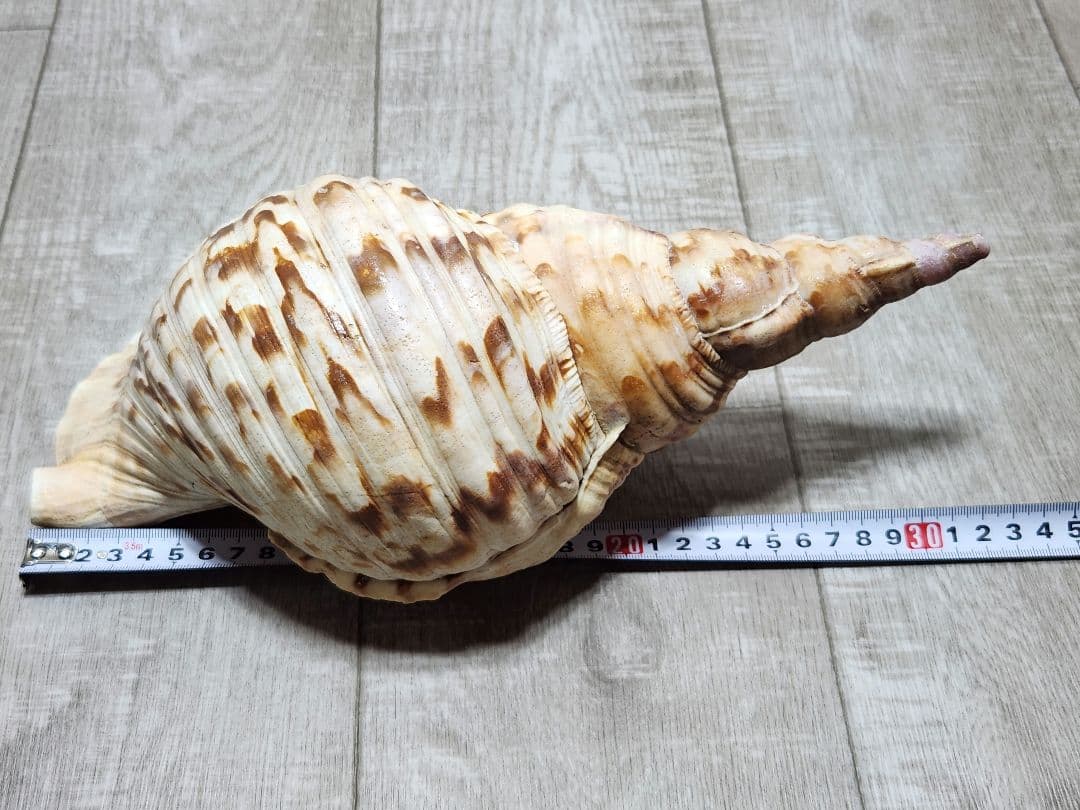 法螺貝 ホラガイ 貝殻 ほら貝 置物 インテリア