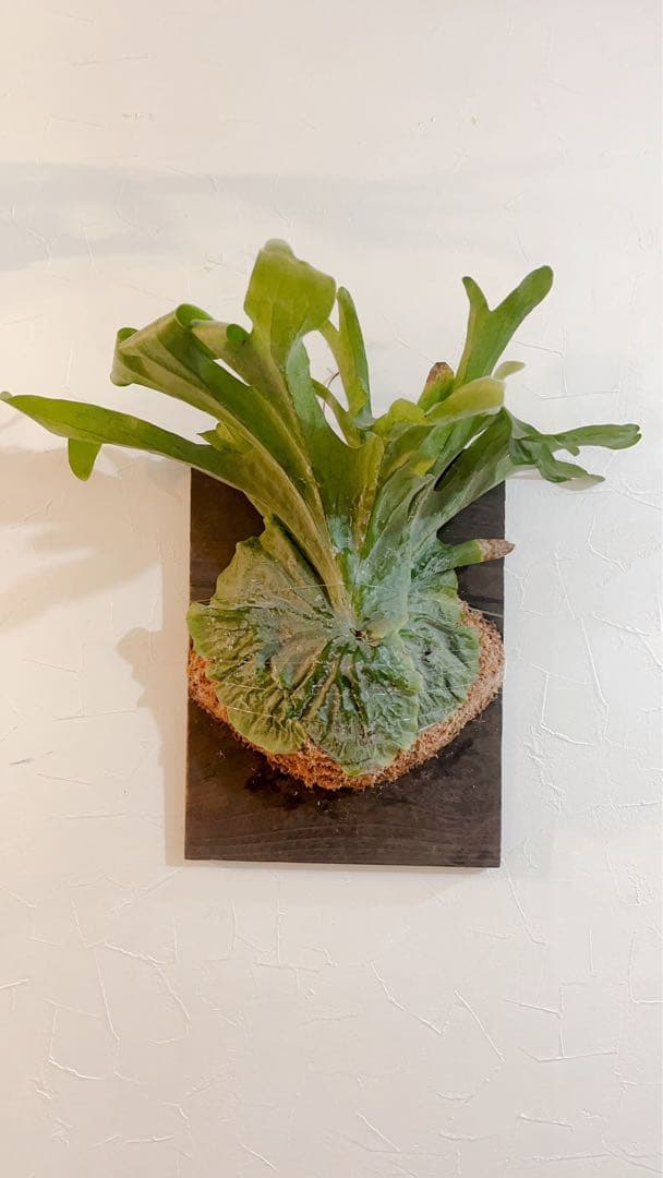 特大ビカクシダ グランデ