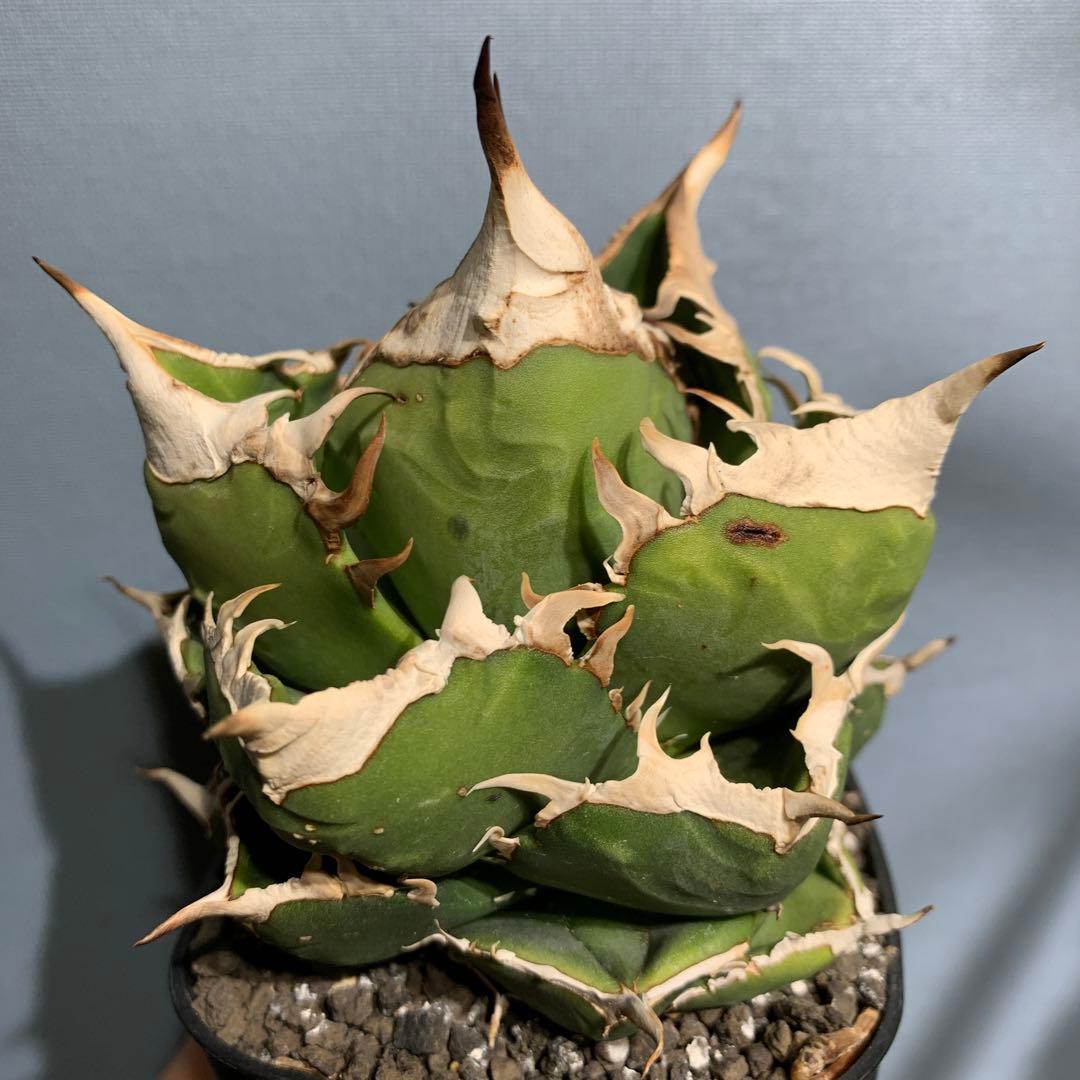 極上OC株★SAD 南アフリカダイヤモンド アガベ チタノタ 極太バンド