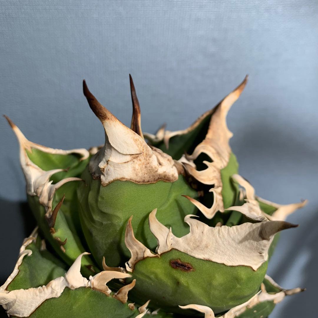 極上OC株★SAD 南アフリカダイヤモンド アガベ チタノタ 極太バンド