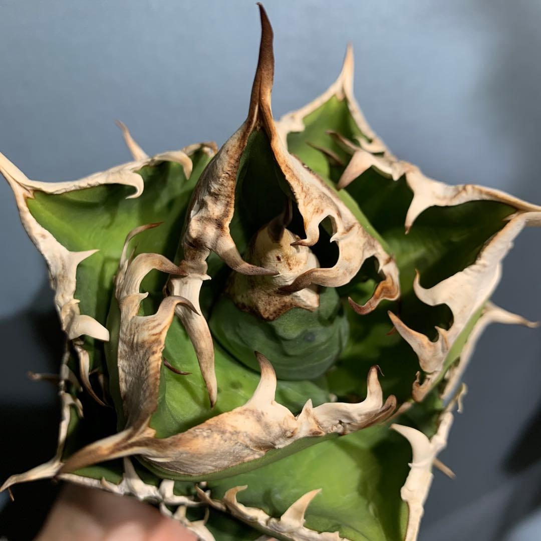 極上OC株★SAD 南アフリカダイヤモンド アガベ チタノタ 極太バンド