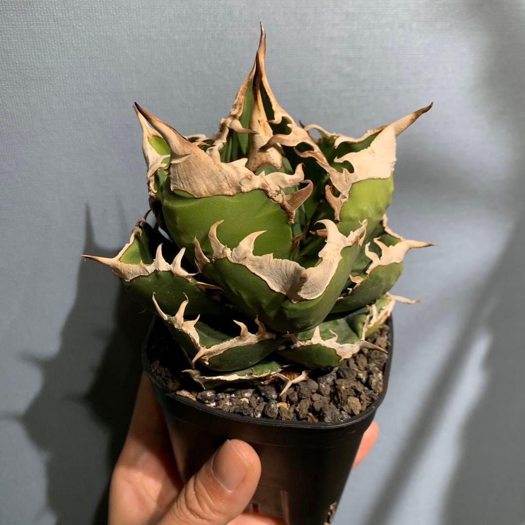 極上OC株★SAD 南アフリカダイヤモンド アガベ チタノタ 極太バンド