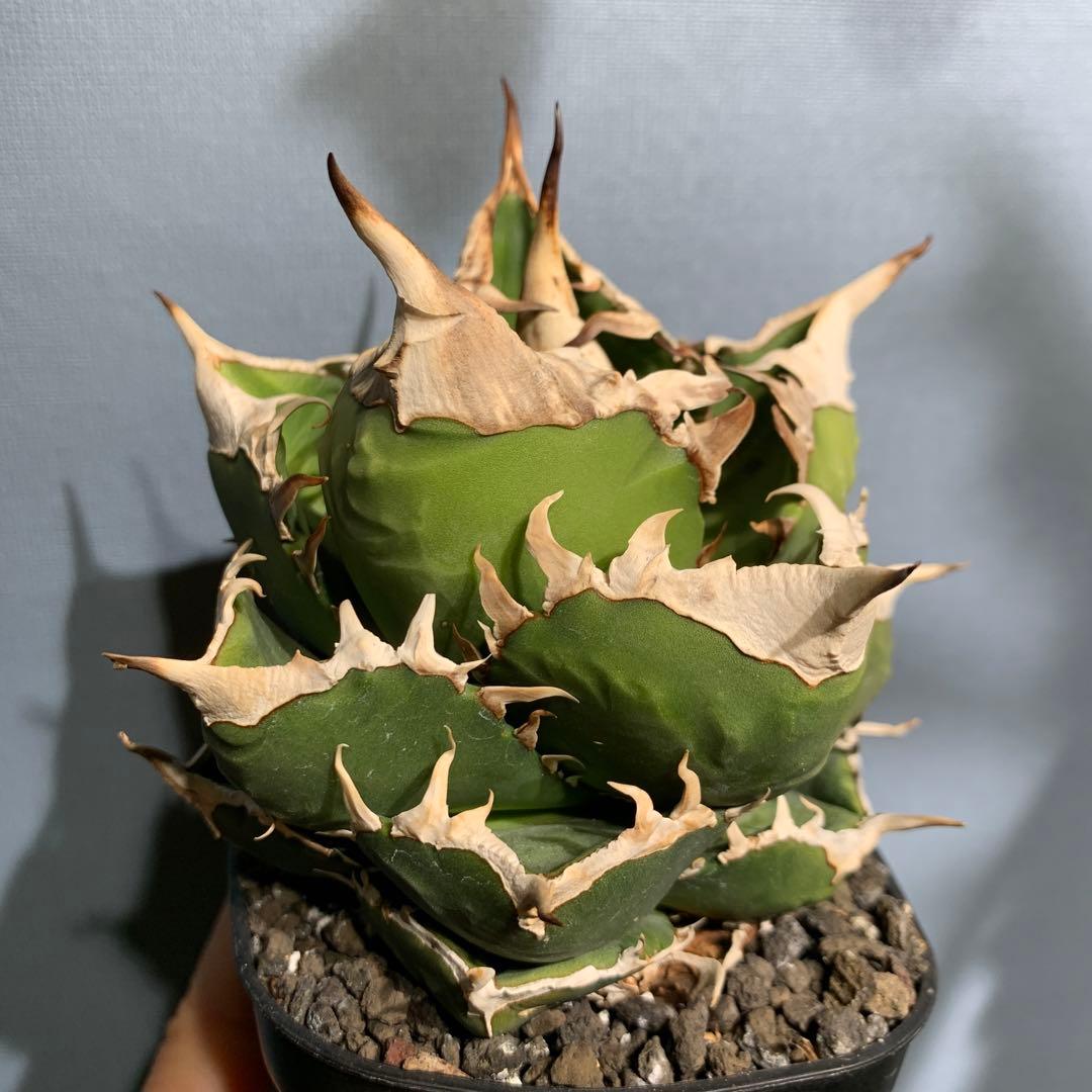 極上OC株★SAD 南アフリカダイヤモンド アガベ チタノタ 極太バンド