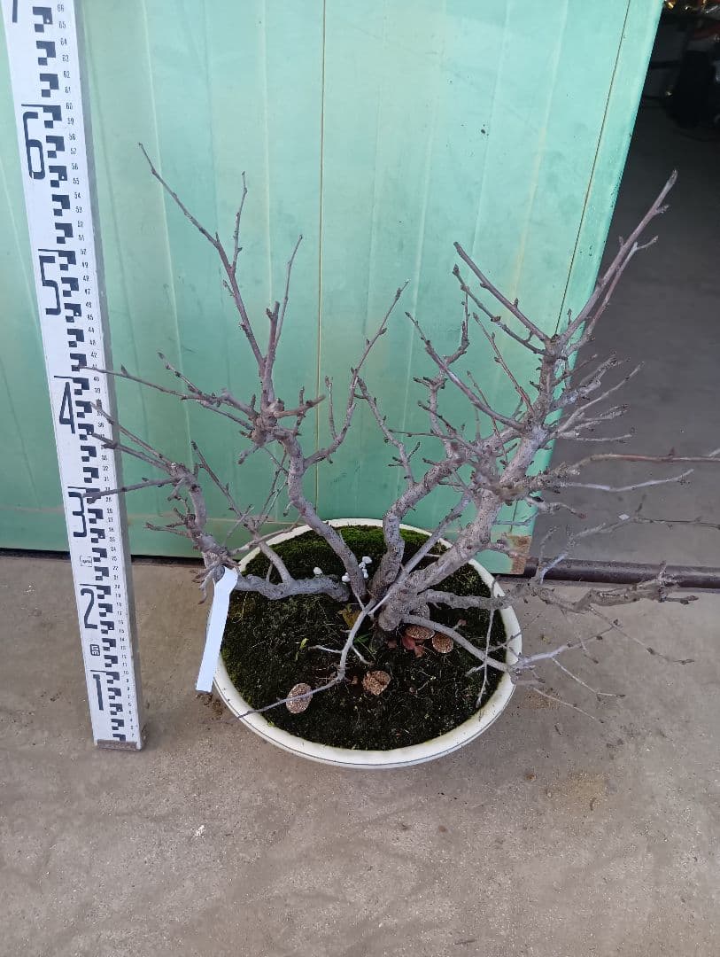 カマツカ（かなり年数持ち込み古い）盆栽