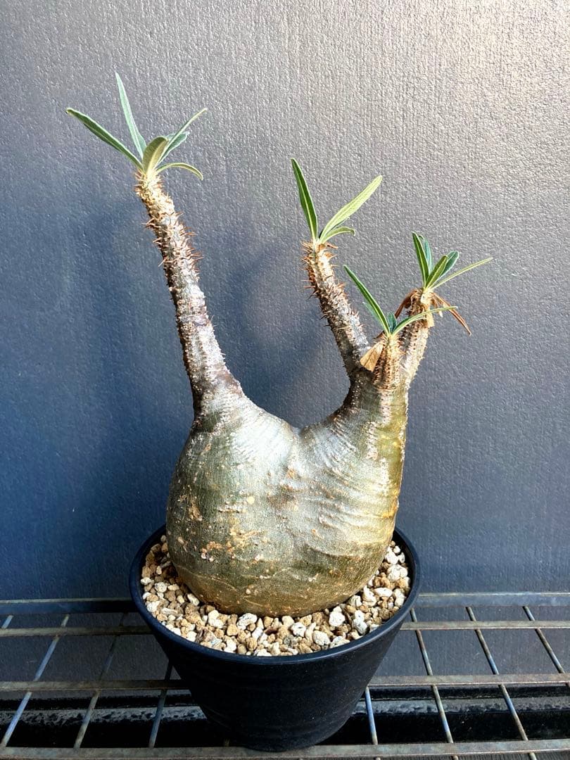 グラキリス 中株 塊根植物 黒鉢付き