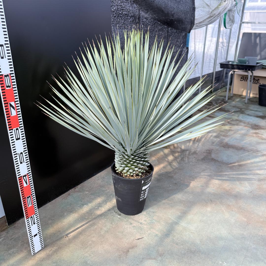 【AL1177】ユッカ　ロストラータ　シルバーブルー　超美形　お買い得品