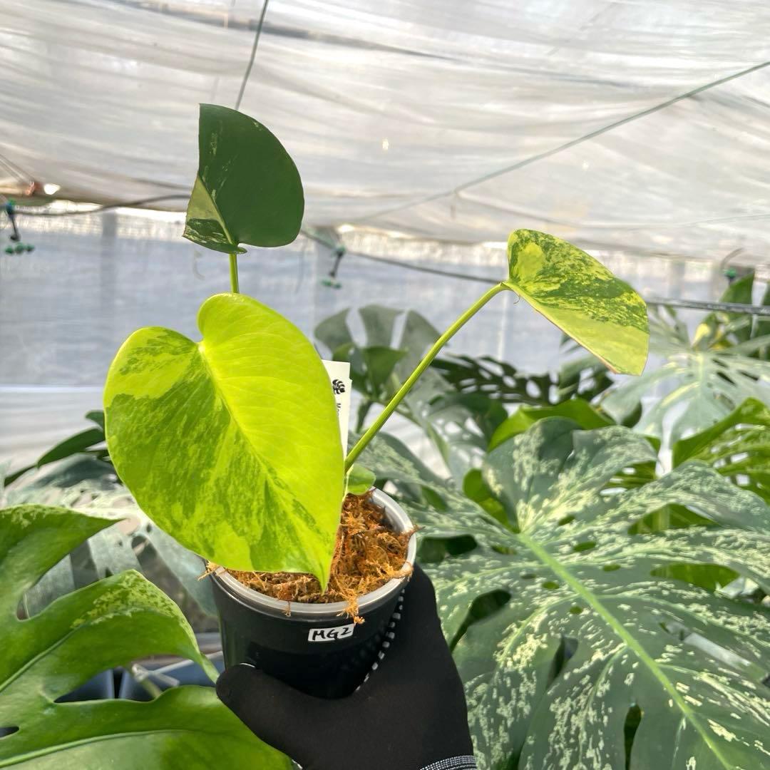 MG2 モンステラ　イエローマリリン　黄斑入り