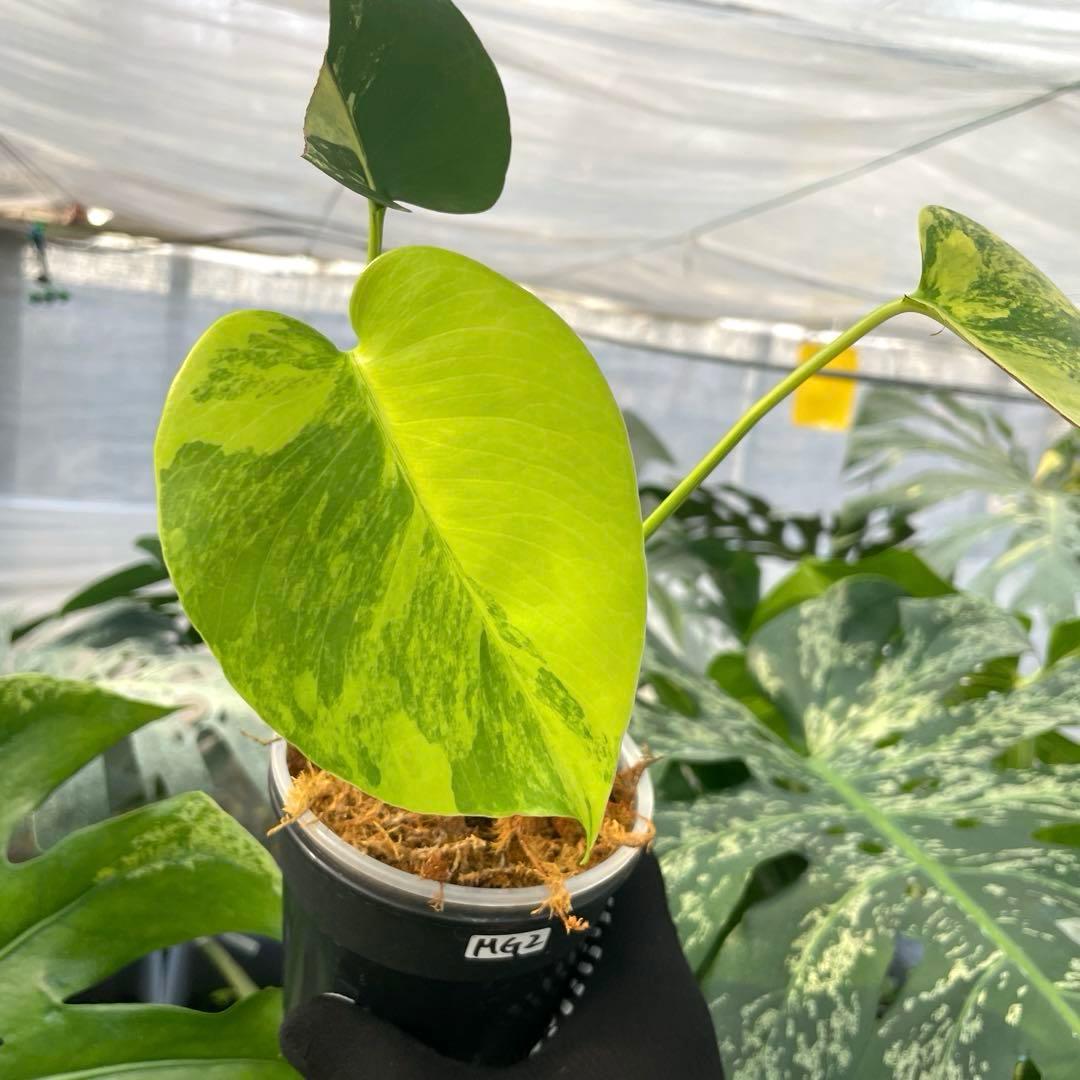 MG2 モンステラ　イエローマリリン　黄斑入り