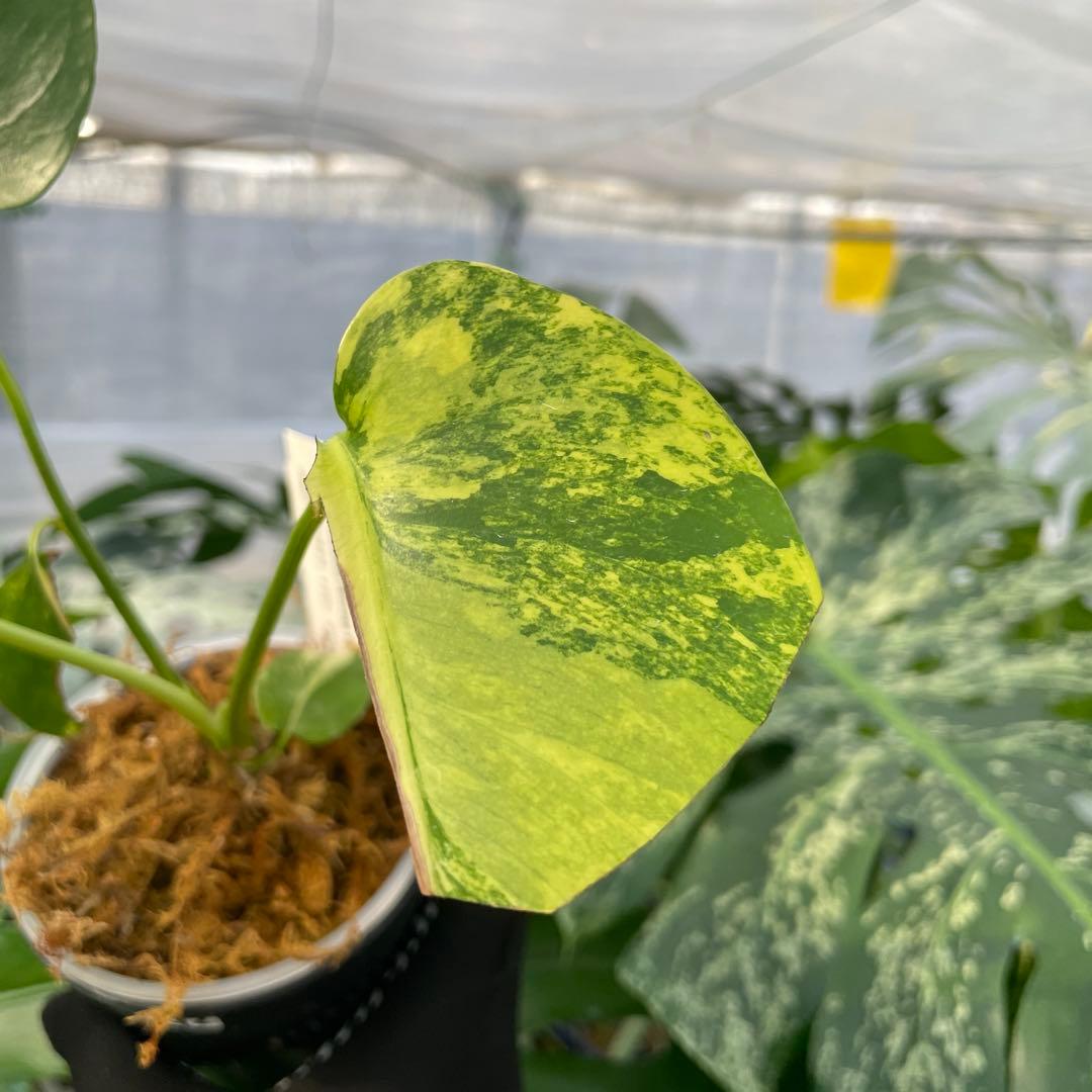 MG2 モンステラ　イエローマリリン　黄斑入り