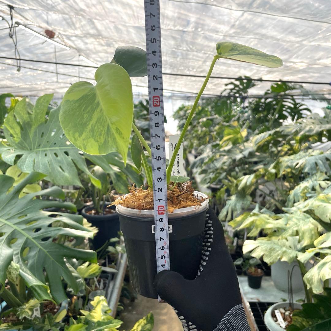 MG2 モンステラ　イエローマリリン　黄斑入り