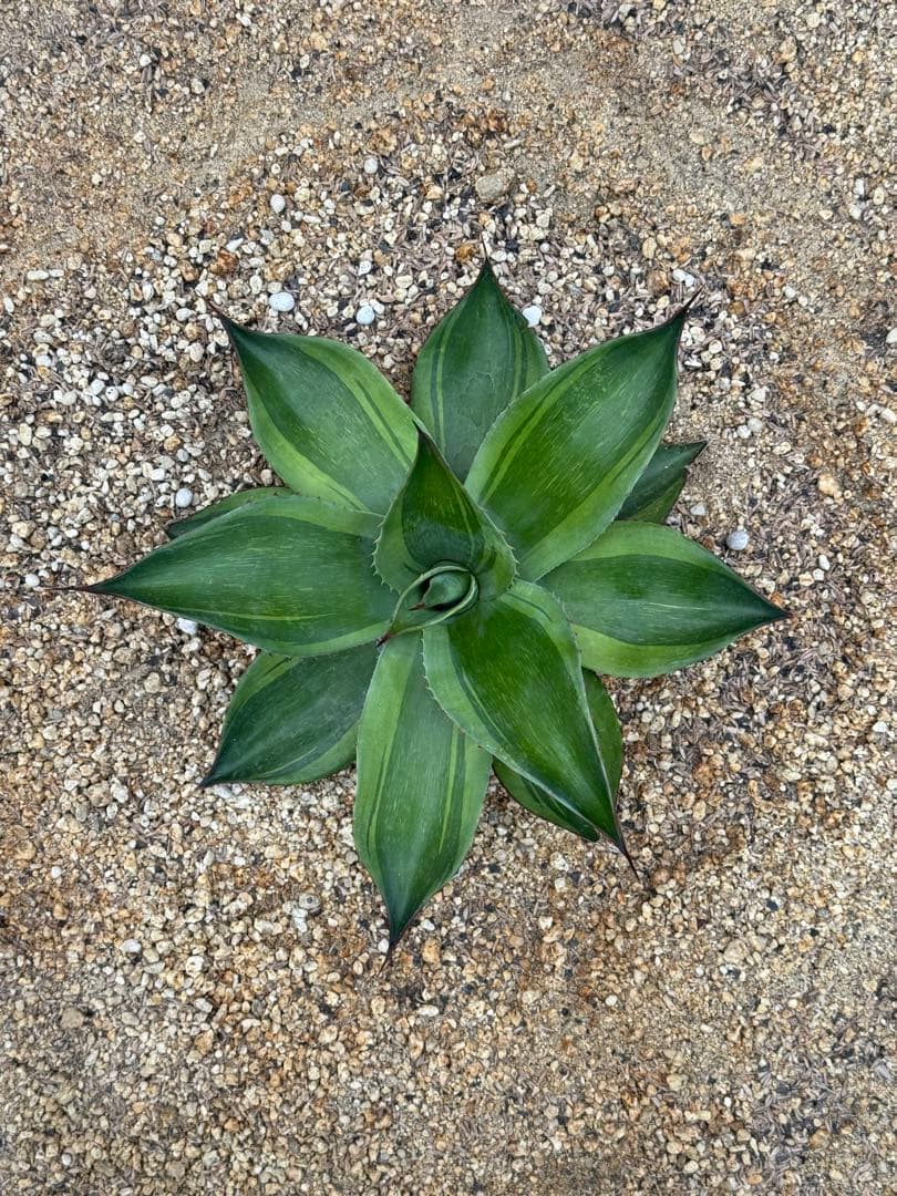 アガベ　オバティフォリア　キラー　輸入株