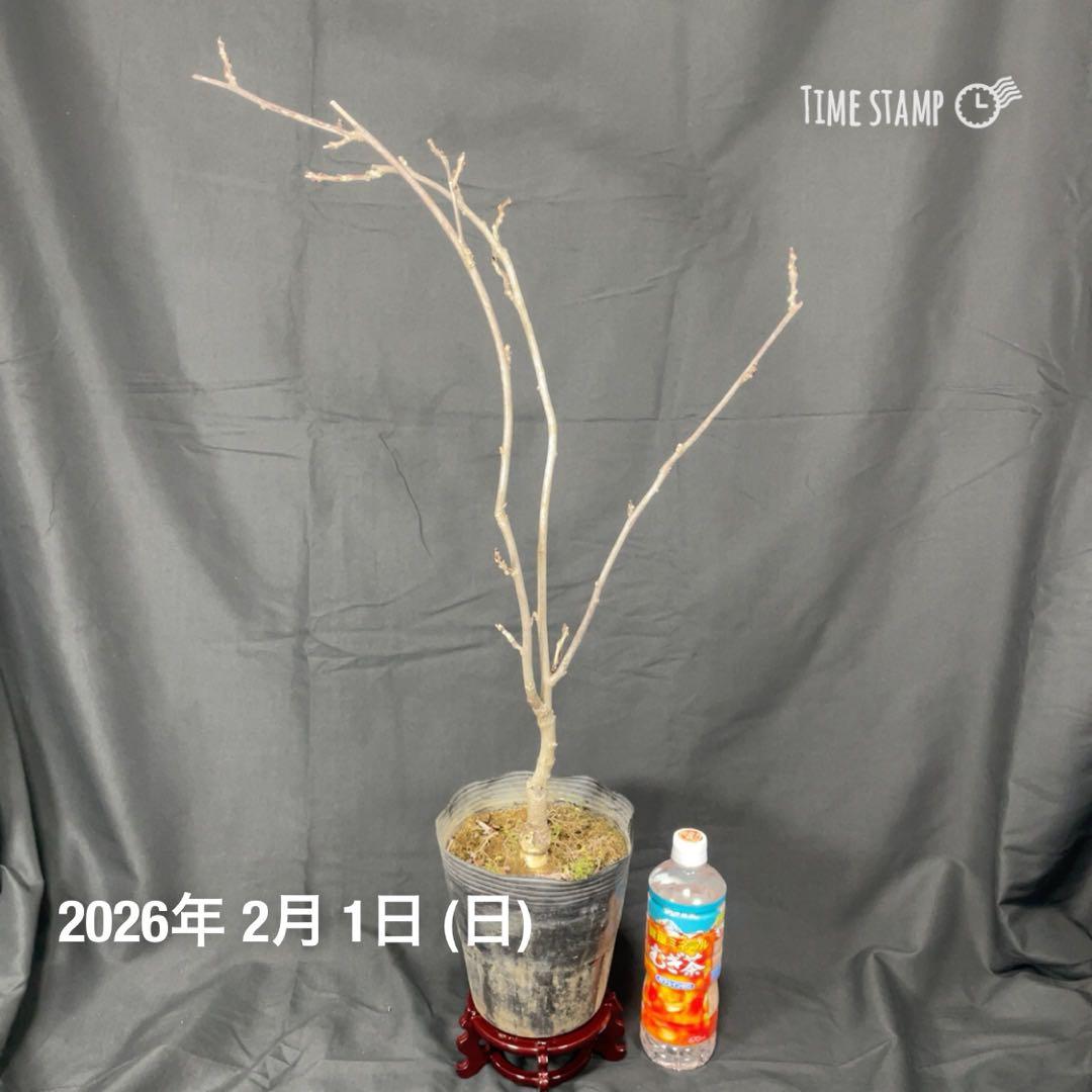 藤　八重黒龍藤