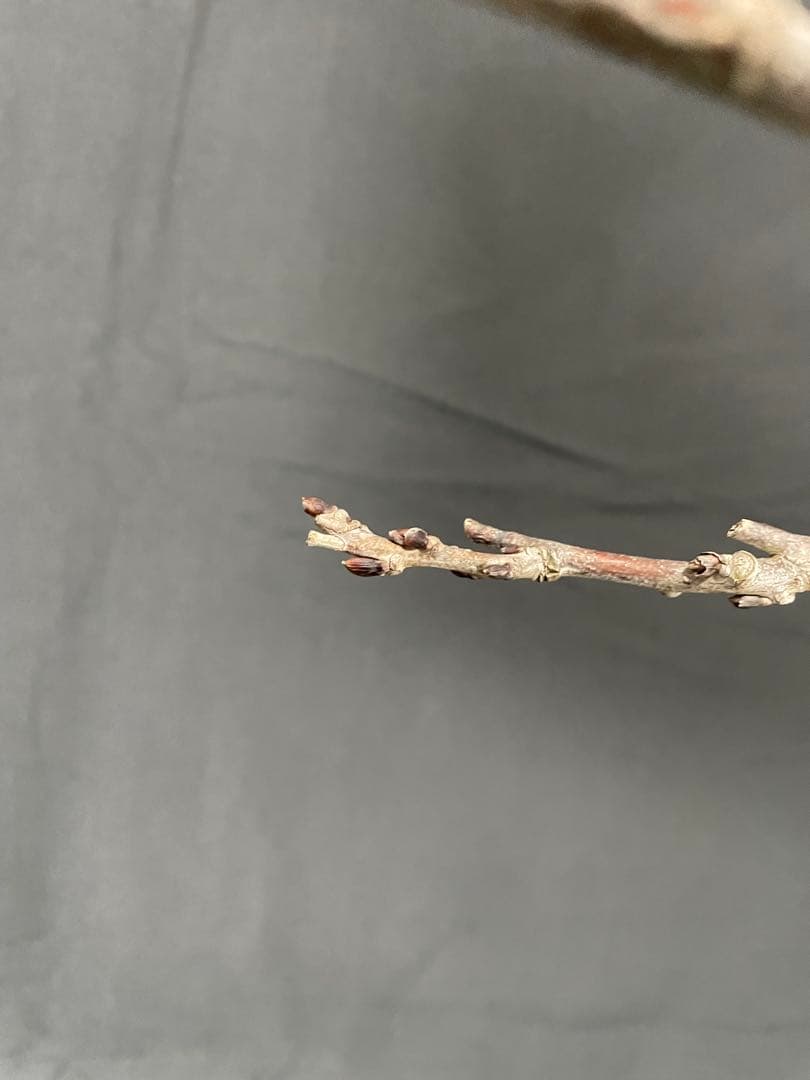 藤　八重黒龍藤