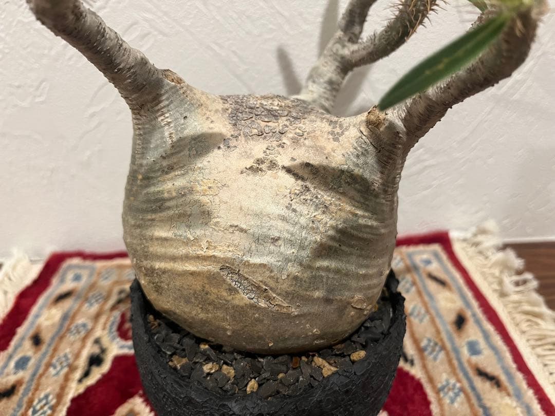 パキポディウム　グラキリス　現地球　発根済　たけろうぽっと