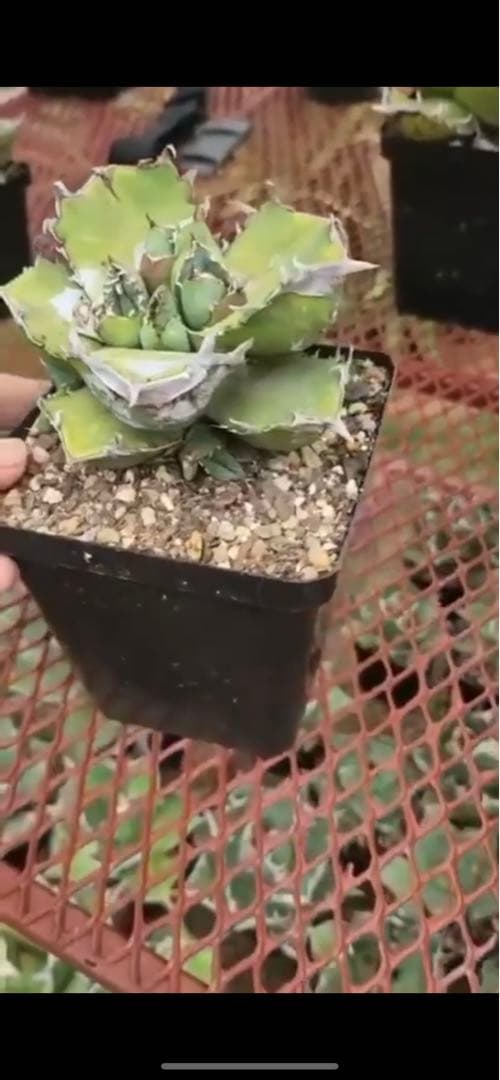 極上 アガベ チタノタ SAD南アフリカダイヤモンド