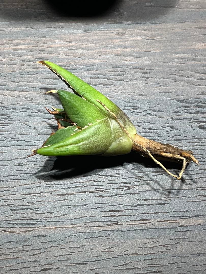 極上 アガベ チタノタ SAD南アフリカダイヤモンド