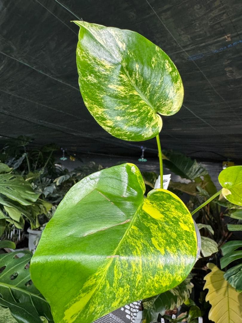 3 モンステラ　イエローマリリン　黄斑入り　送料込み