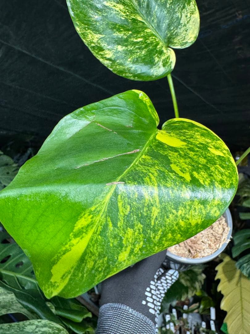3 モンステラ　イエローマリリン　黄斑入り　送料込み