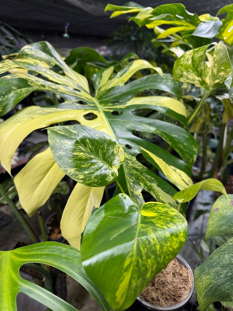 3 モンステラ　イエローマリリン　黄斑入り　送料込み