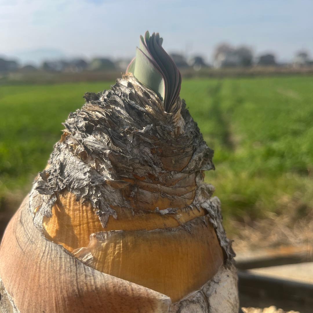 新春特価　ブーファン　ハエマンソイデス　鉢ごと発送　発根済