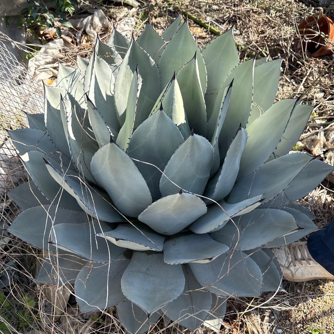 アガベ　パリー　吉祥天　約90センチ　50年もの