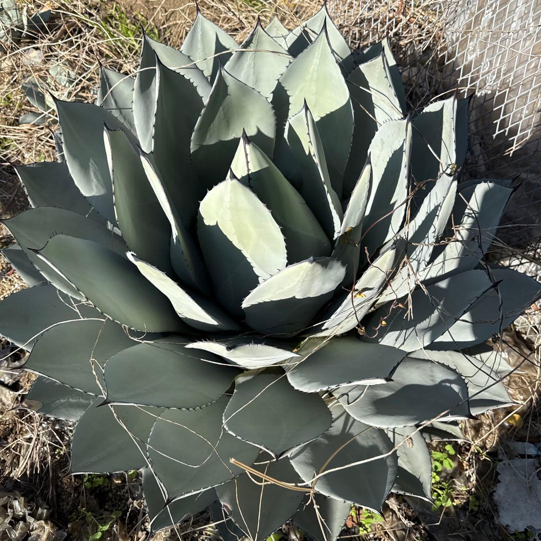 アガベ　パリー　吉祥天　約90センチ　50年もの